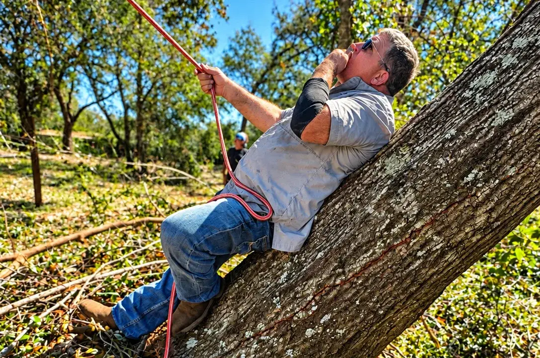 Tree Removal