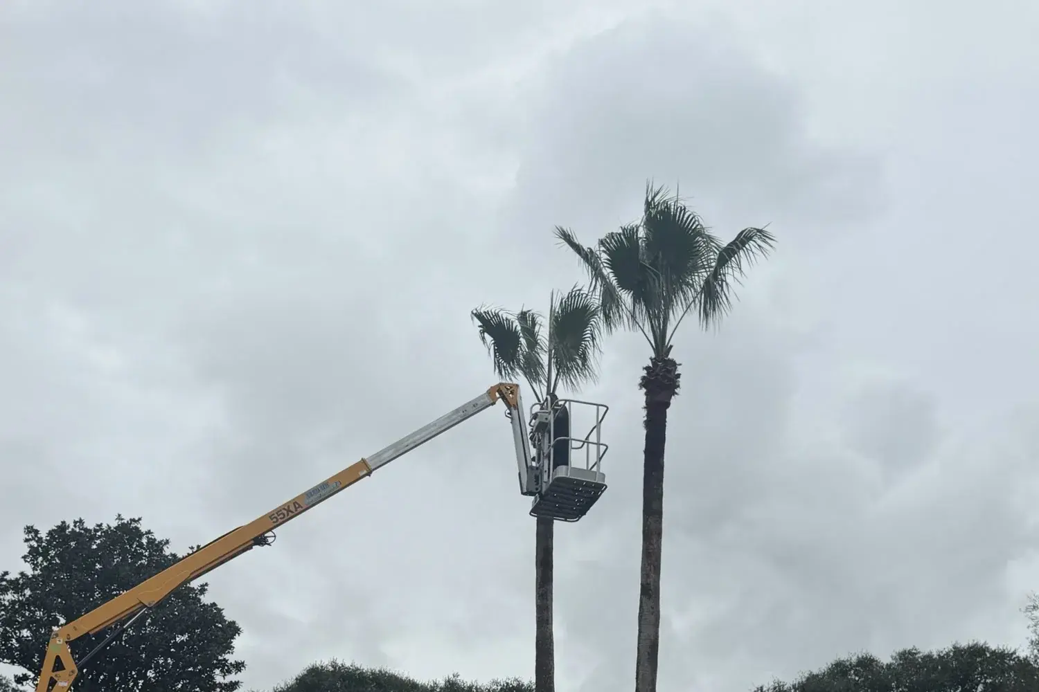 Tree Trimming